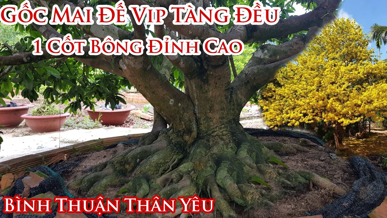 Lô mai "Đế Hơi Bị Khủng" tàng Vip của anh Tâm Bình Thuận 0794851565