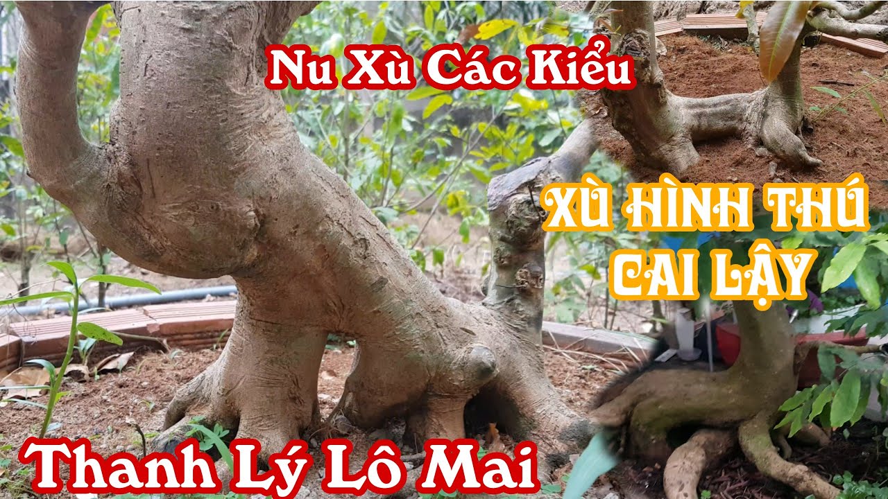 Lô mai "xù nu" hình thú siêu đẹp của anh Thái ở Cai Lậy 0982232991