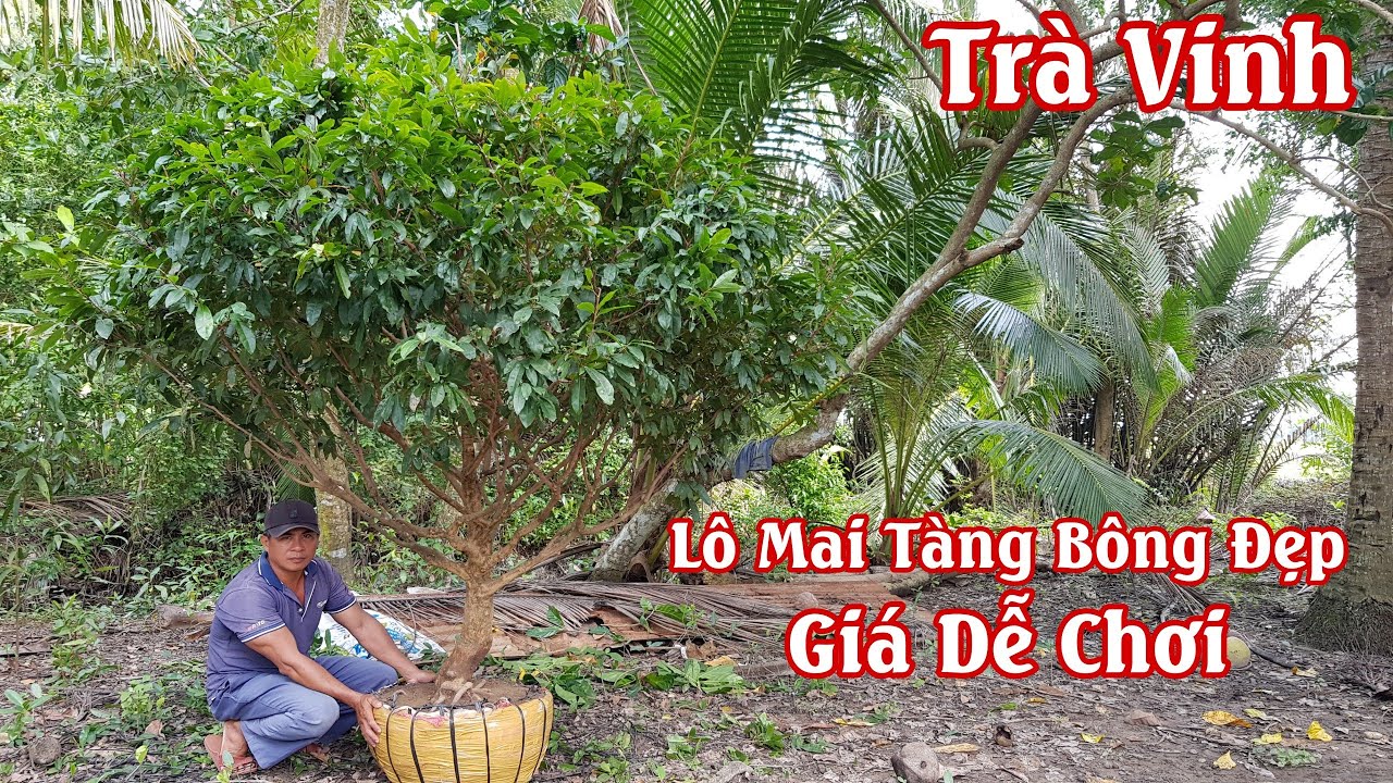 Lô mai tàng bông 8 đến 12 cánh của anh Hân Trà Vinh