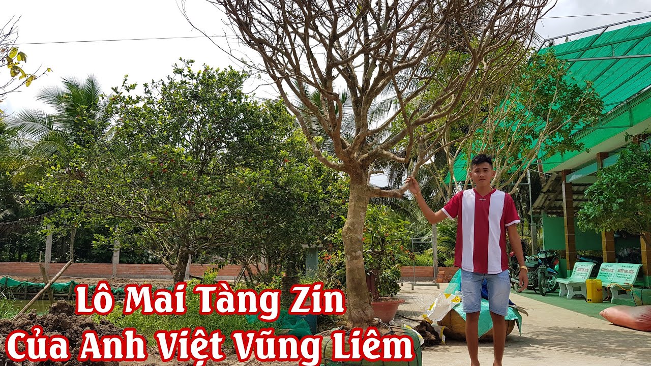 Lô mai tàng bông siêu đẹp của anh Việt Vũng Liêm 0933249464
