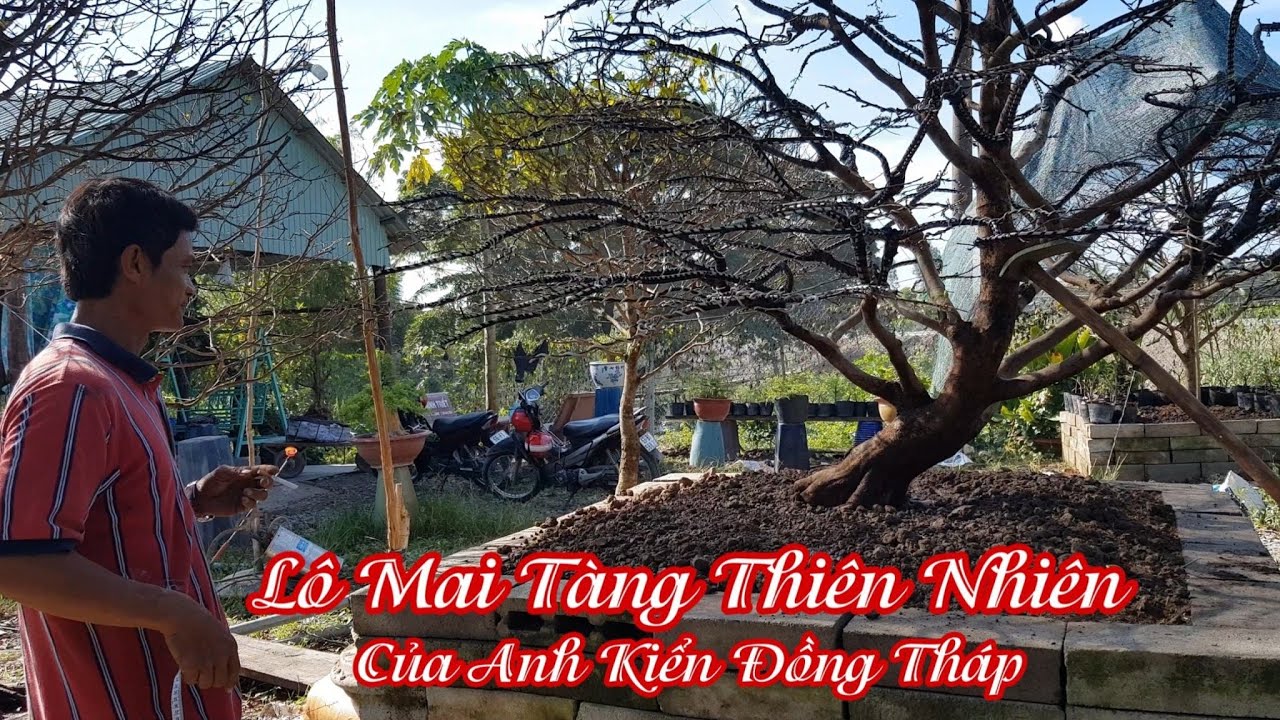 Lô mai tàng đế đẹp 1 cốt của anh Kiển Đồng Tháp 0966062525