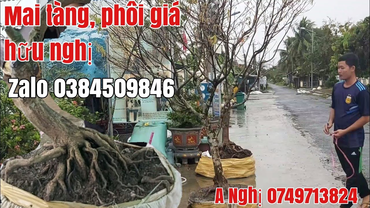 Lô mai tàng mai phôi giá hữu nghị gặp A Nghị 0349713824 sóc Trăng zalo 0384509846