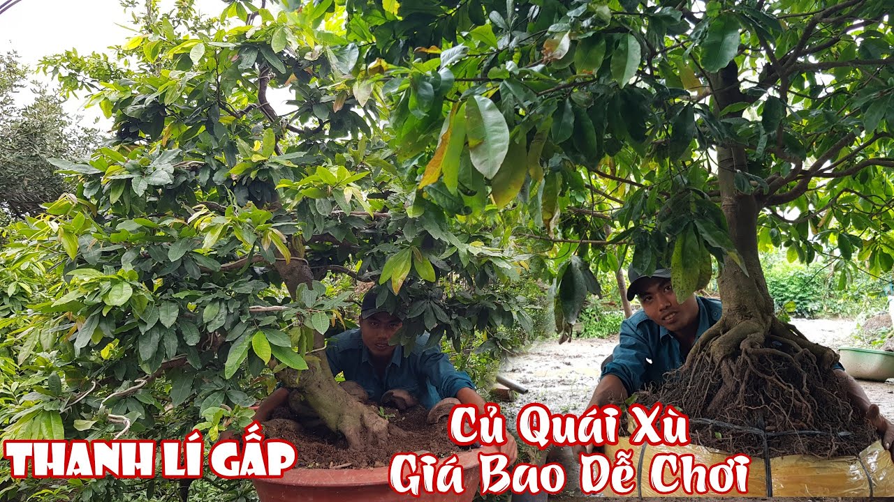 Lô mai tàng thiên nhiên giá dễ chơi của anh Chiến Tiền Giang 0369287271