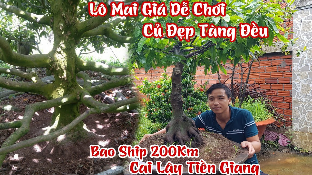 Lô mai toàn củ đẹp Giảo rin giá dễ chơi của anh Gấm Cai Lậy 0383846339