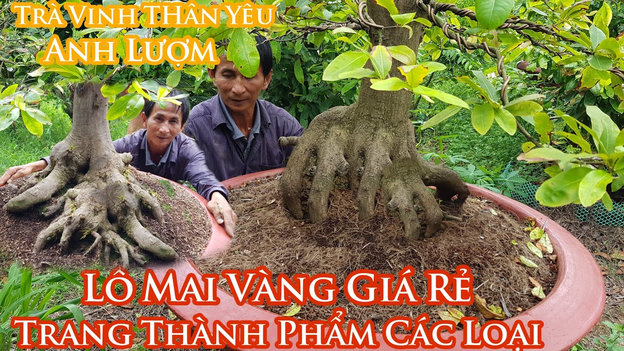 Lô mai vàng và Mẫu Đơn 1 cốt thành phẩm giá siêu rẻ của anh Lượm 0978100709