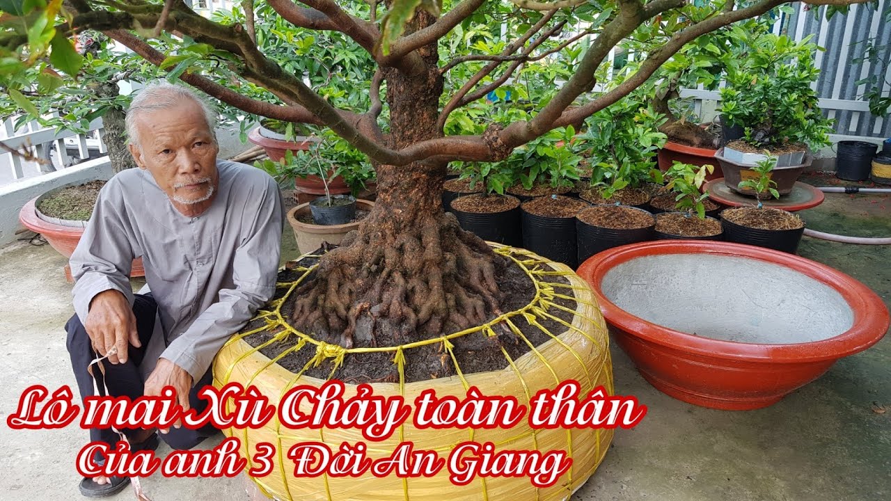 Lô mai xù chảy toàn thân của anh 3 Đời An Giang