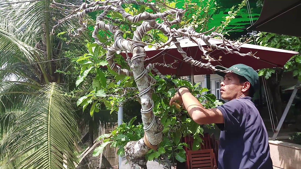 Lộc vừng bonsai.mỗi ngày một thế quấy