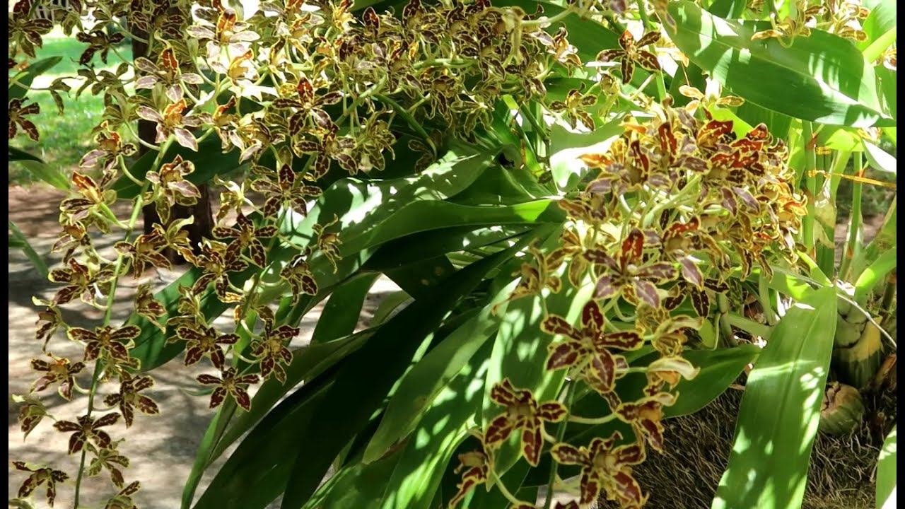 Longest Blooming orchids - Lan hoàng hậu cao gấp đôi đầu người