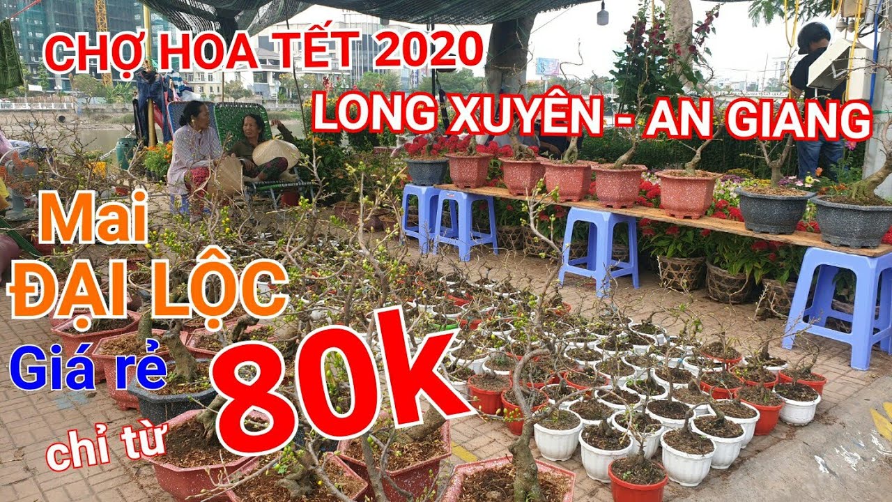 MAI ĐẠI LỘC GIÁ RẺ tại chợ hoa tết 2020 LONG XUYÊN AN GIANG | Bonsai miền tây