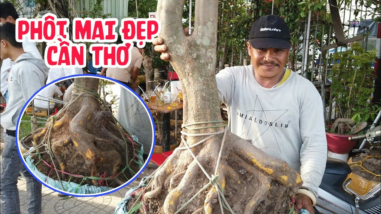 MAI VÀNG 2019 - PHÔI MAI ĐẸP cần thơ 01 [cay xanh quanh ta]