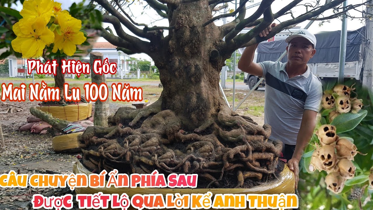 MAI XÙ KHỦNG nằm lu gần 100 năm có bộ đế như thế nào 0936812424