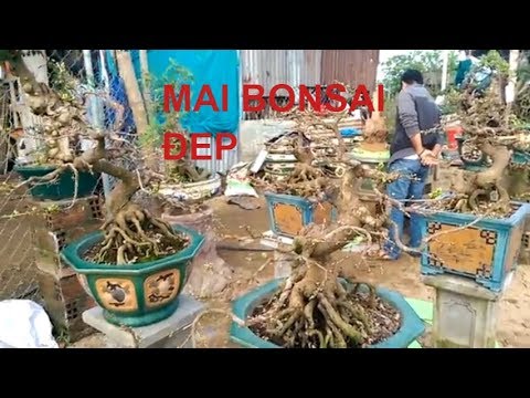 Mai Bonsai chuẩn bị chơi tết đây - Mai Bình Định