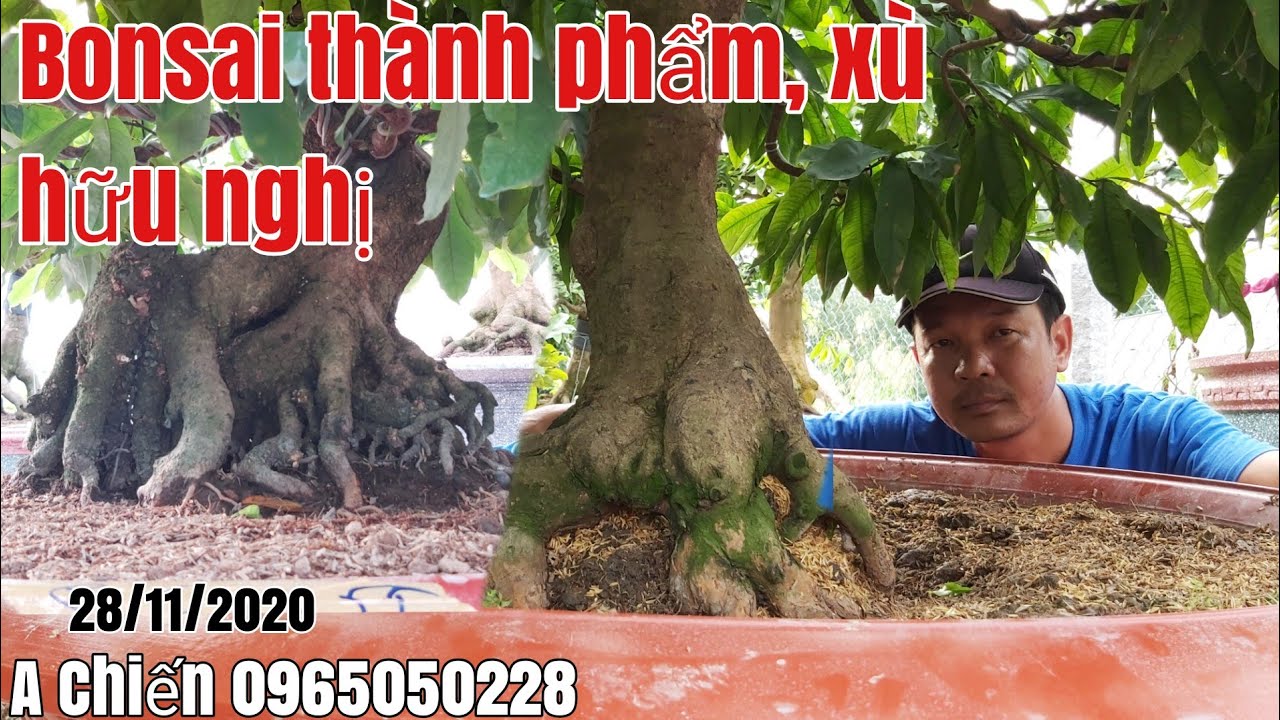 Mai Bonsai thành phẩm đế siêu đẹp giá hữu nghị gặp A Chiến 0965050228