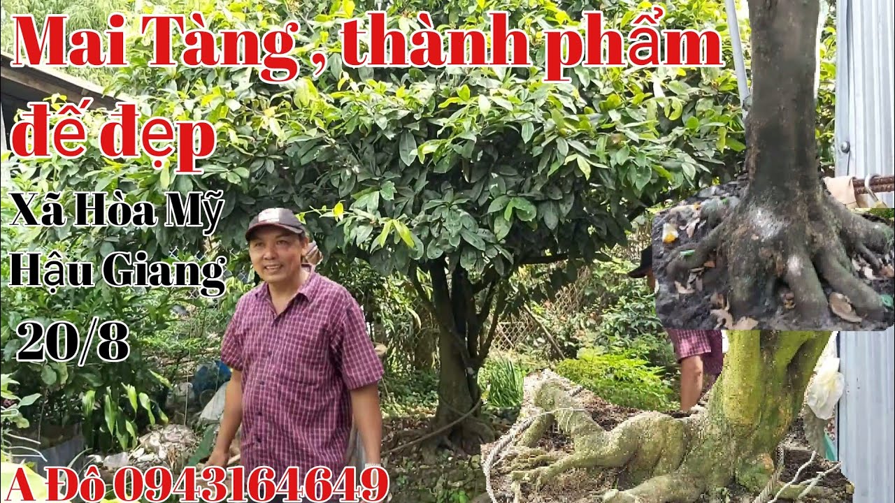 Mai Tàng thành phẩm đế đẹp , dáng thú gặp A Đô 0943164649 xã Hòa Mỹ huyện Phụng hiệp Hậu Giang