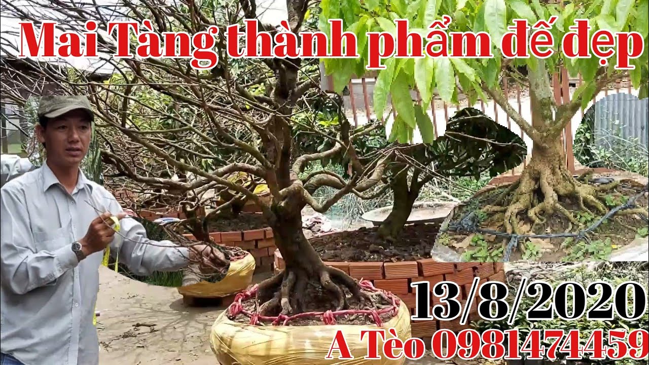 Mai Tàng thành phẩm đế đẹp ,mai xù gặp 0981474459 ngày 13/8.