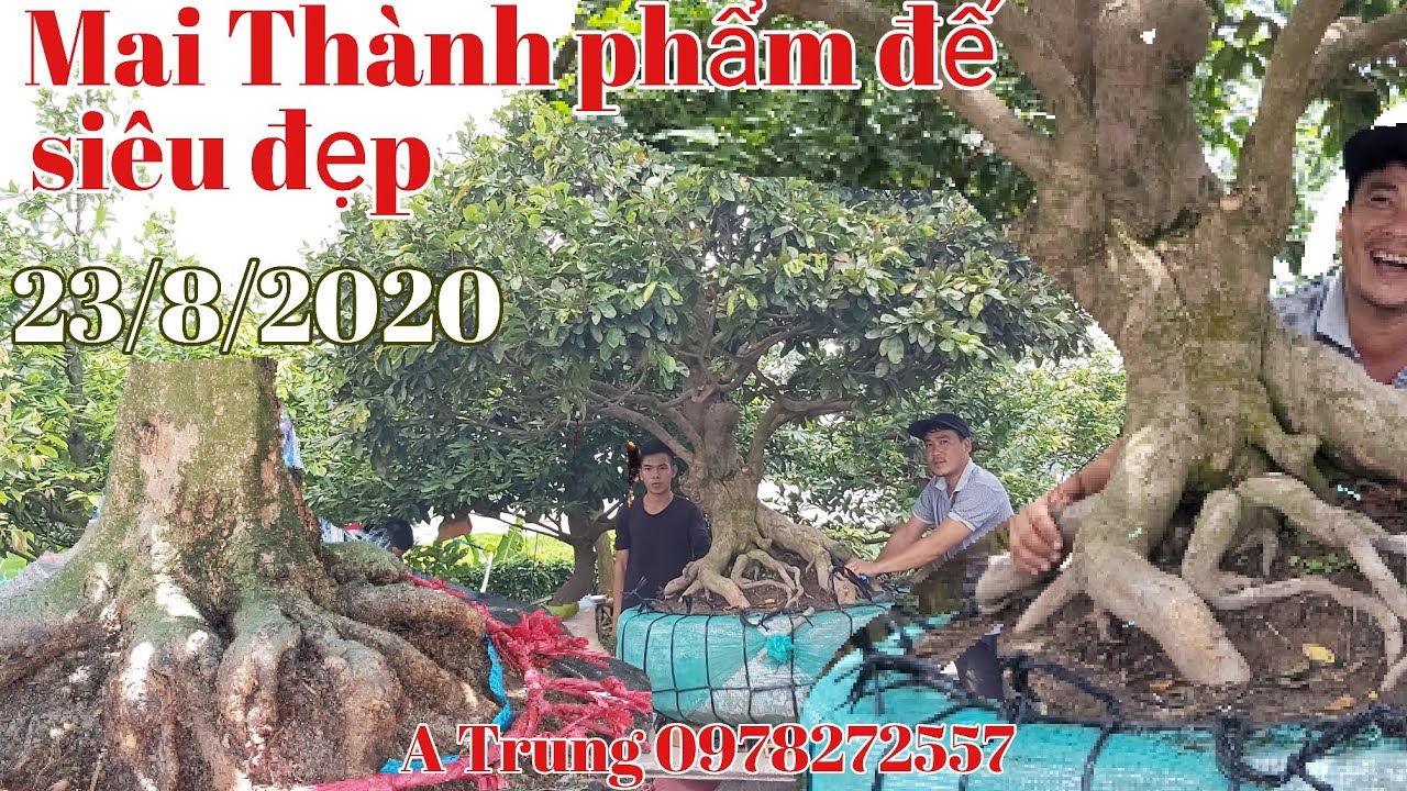 Mai Tàng thành phẩm "Siêu đế đẹp" và phôi mai xù toàn thân dáng quái gặp A Trung 0978272557.