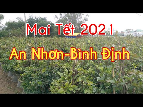 Mai Tết 2021, Mai Xuân Bình Định Bán Năm Nay
