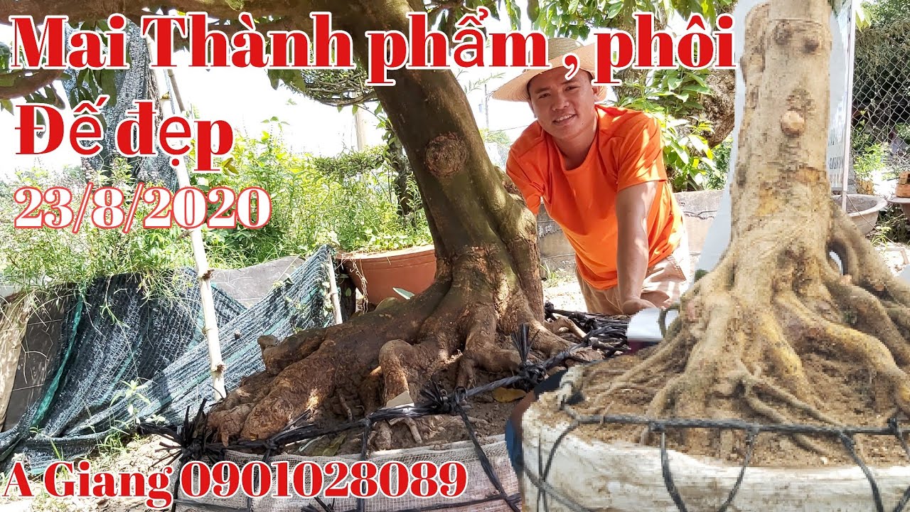 Mai Thành phẩm dáng thú, phôi mai đế đẹp gặp A Giang 0901028089