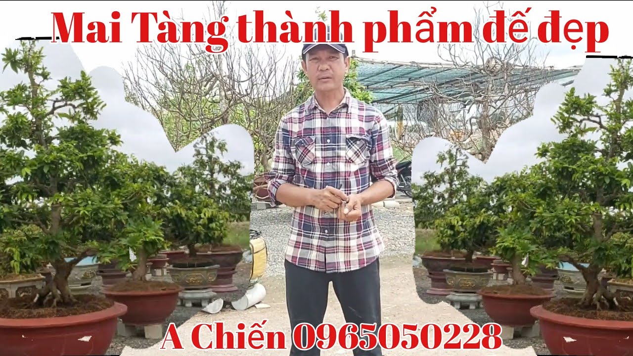 Mai Thành phẩm đế đẹp gặp Mr Chiến 0965050228 Châu Phú AG