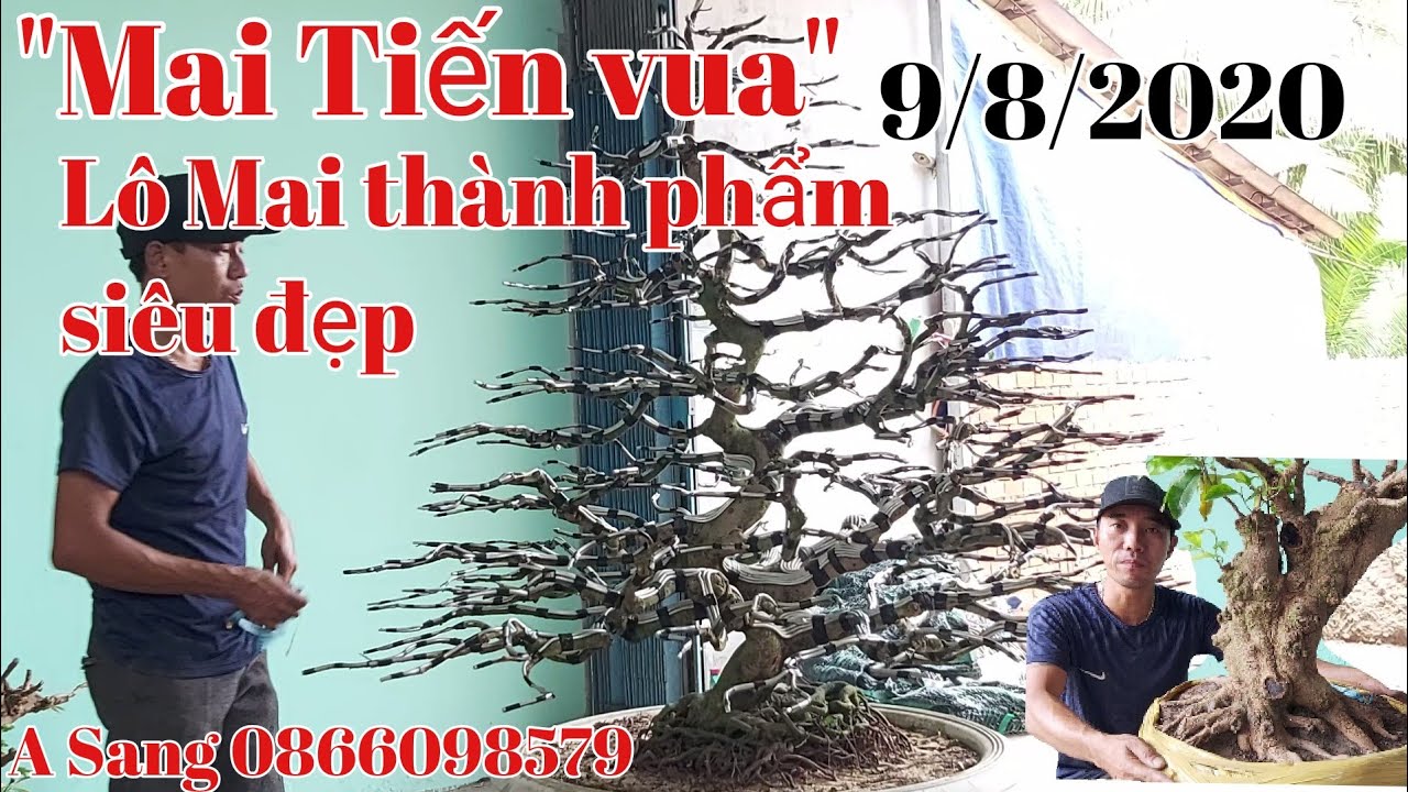 *Mai Tiến Vua*siêu khủng và Lô mai thành phẩm đế đẹp gặp A Sang 0866098579