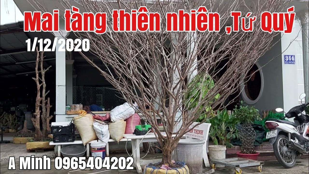 Mai Tứ Quý tàng thiên nhiên và mai vàng đế đẹp hữu nghị gặp A Minh 0965404202