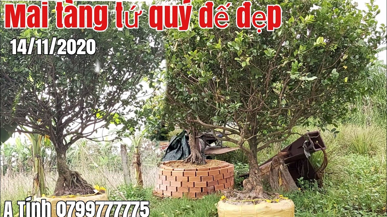 Mai Tứ quý đế đẹp chi cành dày đặc giá hữu nghị gặp A Tính 0799777775 Hậu Giang