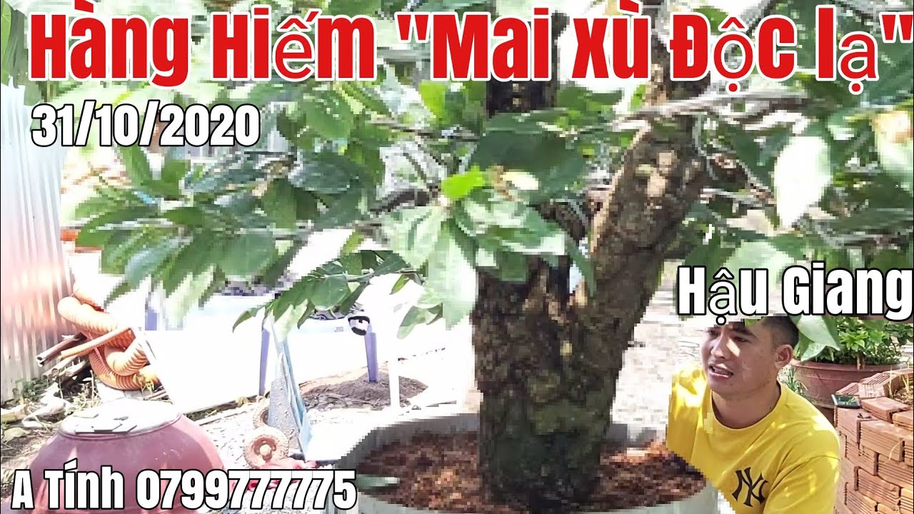 Mai Xù Chảy Toàn siêu đẹp hiếm thấy gặp A Tính 0799777775 Hậu Giang