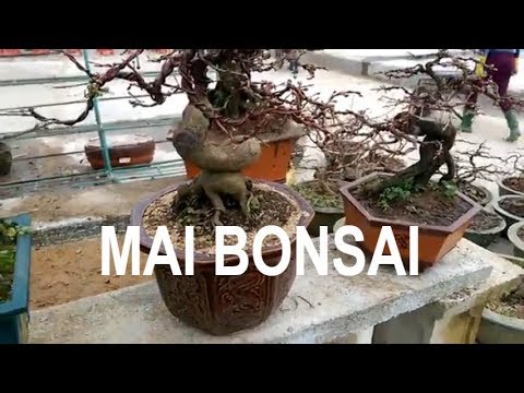 Mai bonsai - Nét đẹp khó cưỡng - Bonsai Binh Dinh