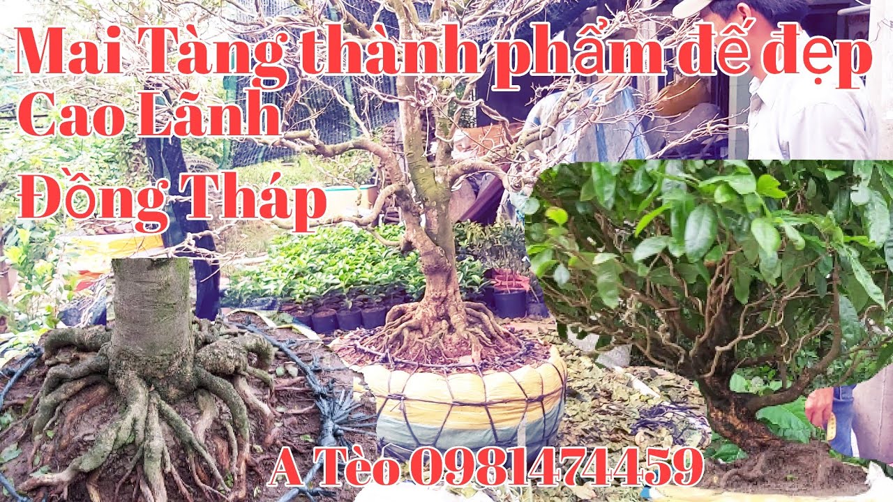 Mai dảo zin thành phẩm đế đẹp gặp A Tèo 0981474459 huyện Lai vung Đồng Tháp.