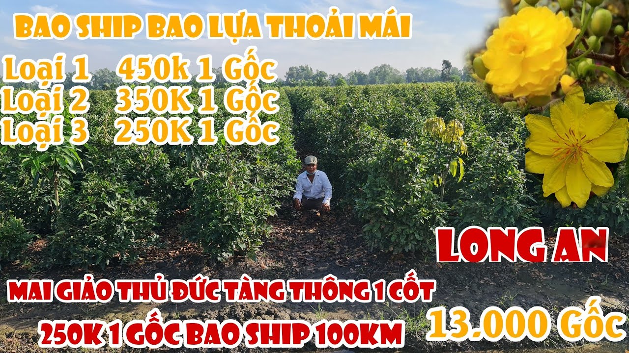 Mai giảo Thủ Đức 250K tàng thông 1 cốt tại chơi tết 2021 Long An