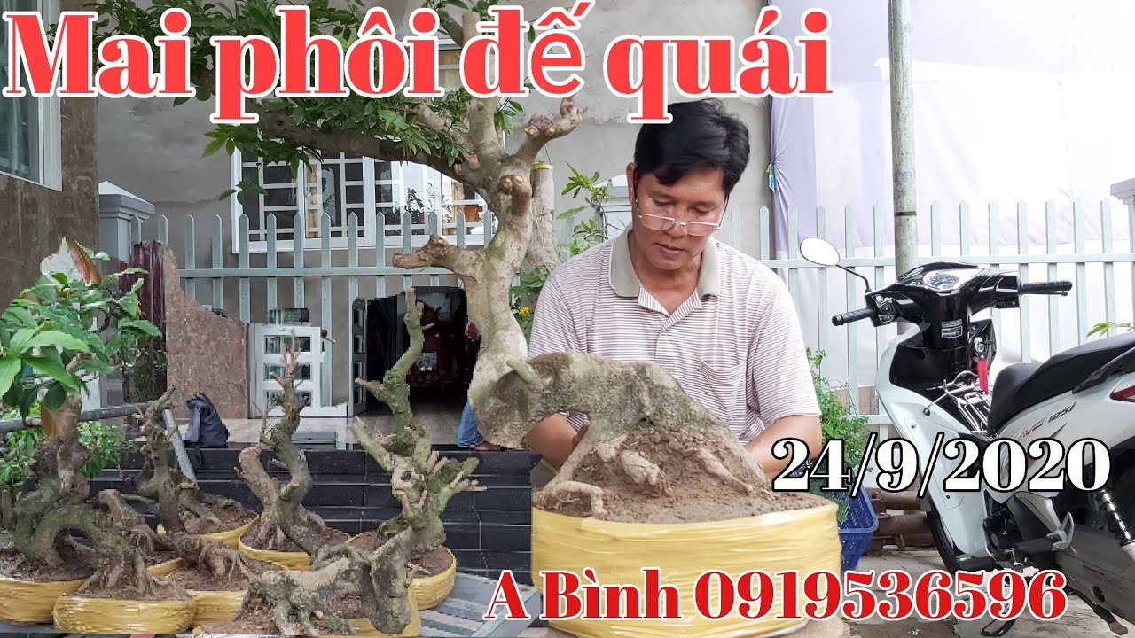 Mai phôi dáng quái đẹp (24/9) gặp A Bình 0919536596 Thốt Nốt cần Thơ