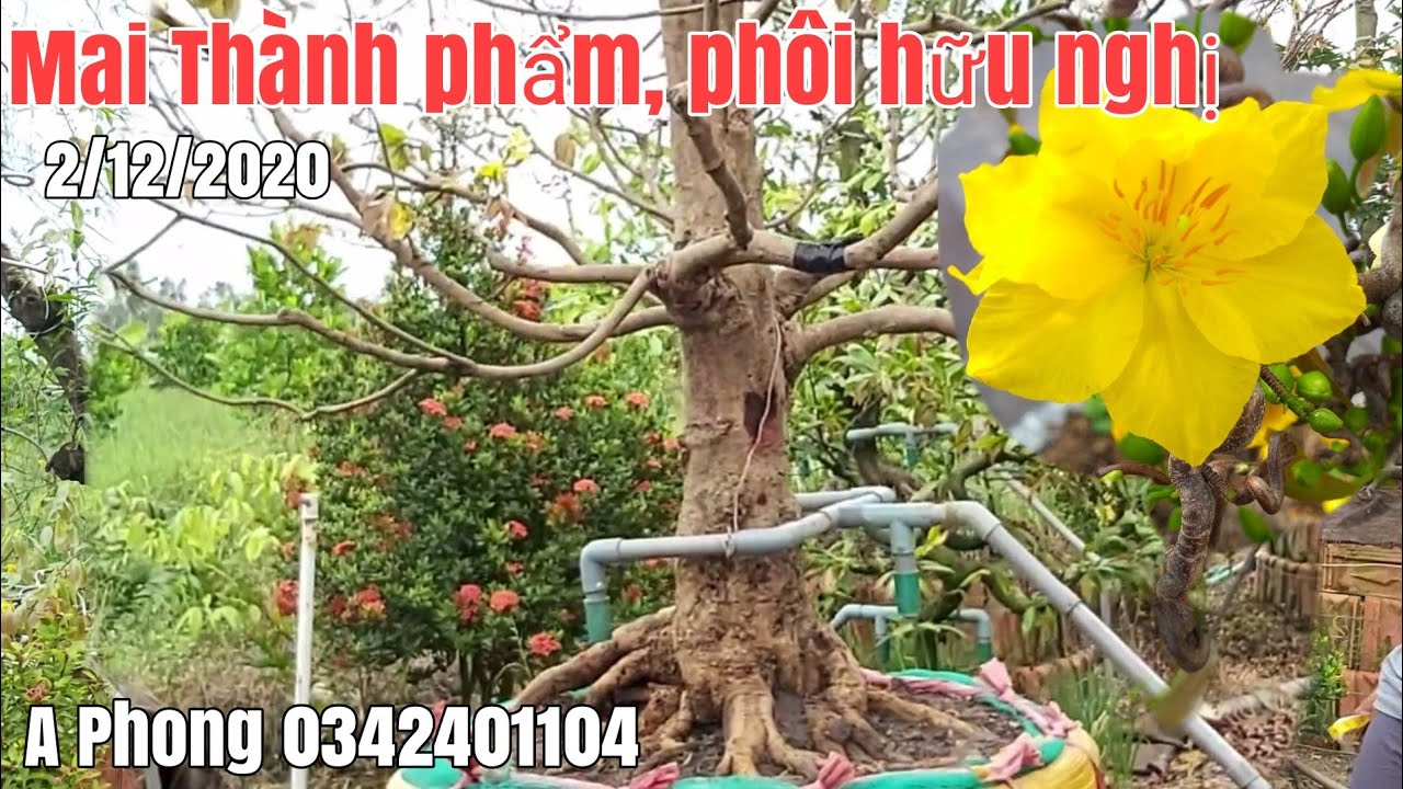 Mai tàng bông đẹp , phôi mai giá hữu nghị gặp A phong 0342401104