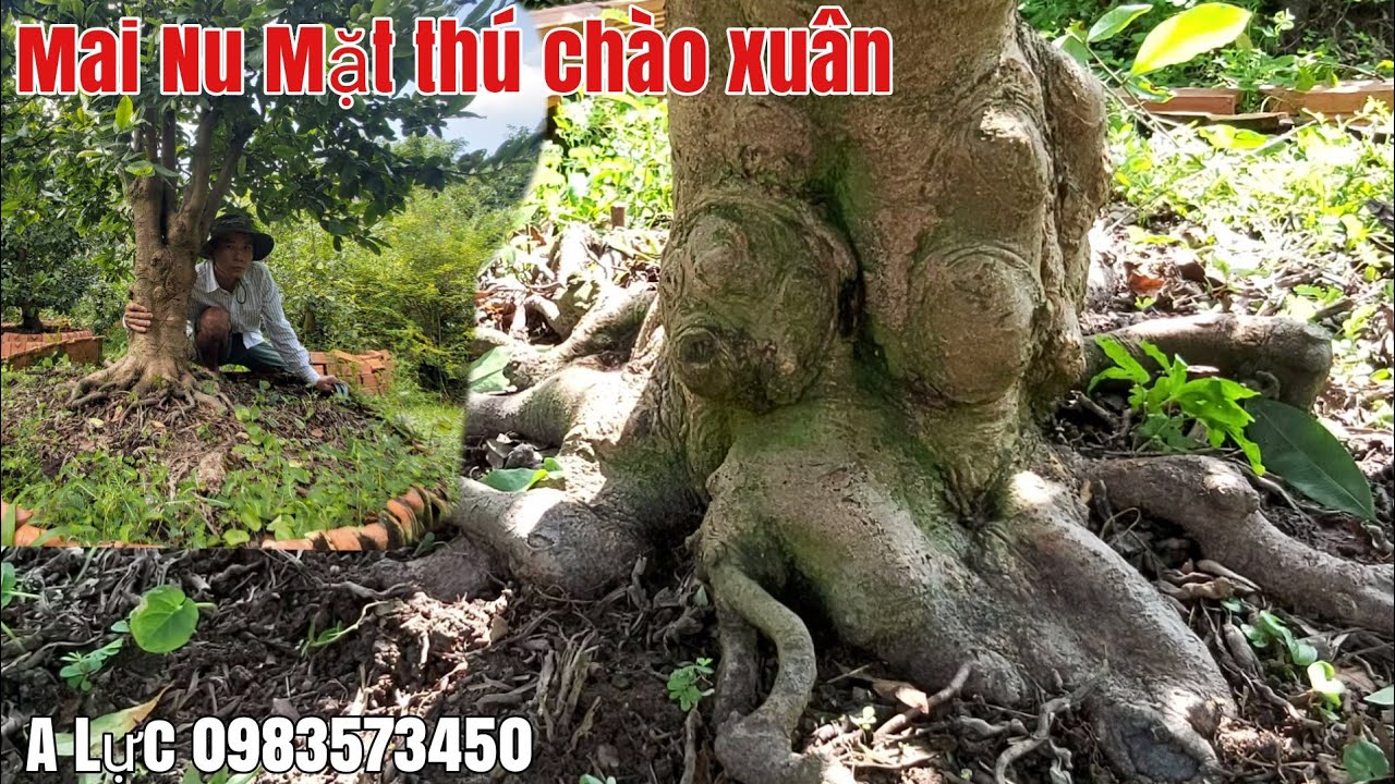 Mai tàng đón Tết siêu đế đẹp , dáng thú gặp A Lực 0983573450