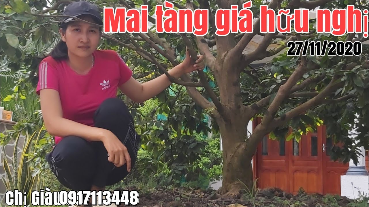 Mai tàng tàng thông một cốt giá hữu nghị gặp Chị Giàu 0917113448 Đồng Tháp