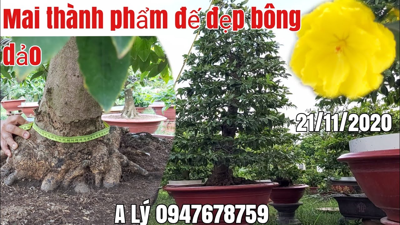 Mai tàng thành phẩm đế đẹp tàng thông một cốt bông dảo gặp A Lý 0947678759