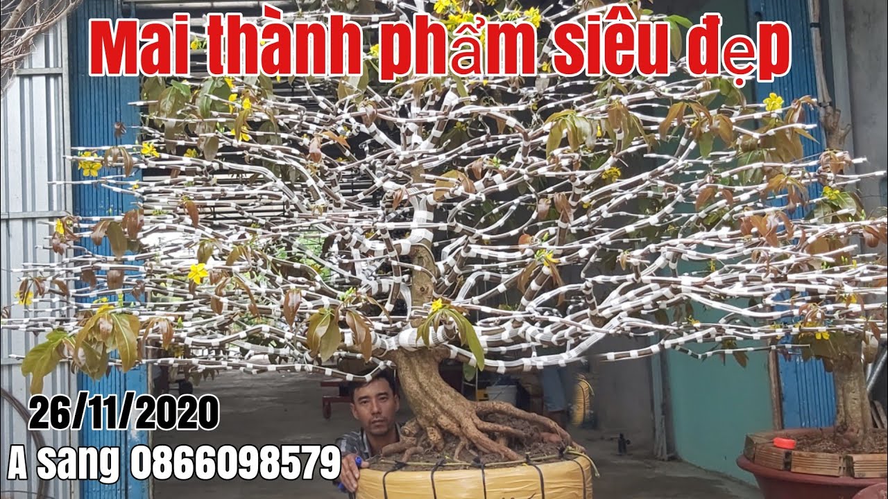 Mai tàng thành phẩm đế thú siêu đẹp giá mềm gặp A Sang 0866098579 Hậu Giang