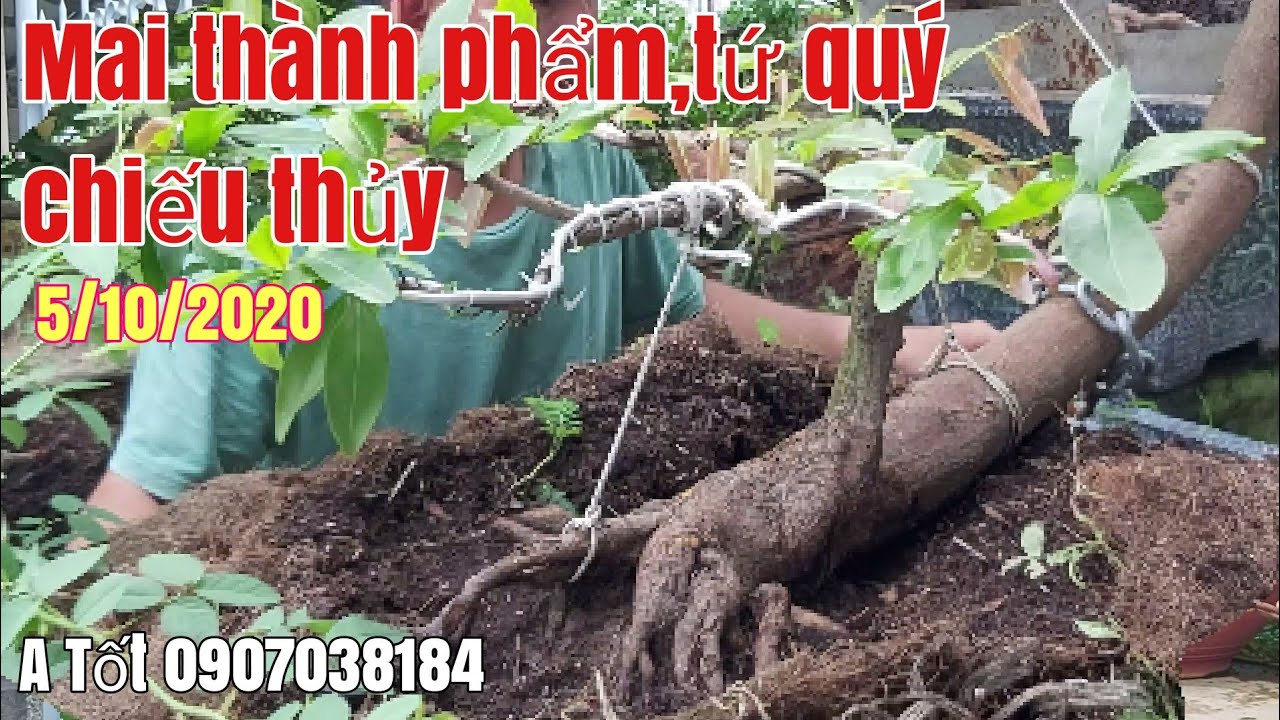 Mai tàng thành phẩm, mai tứ quý giá hợp lý gặp A Tốt 0907038184