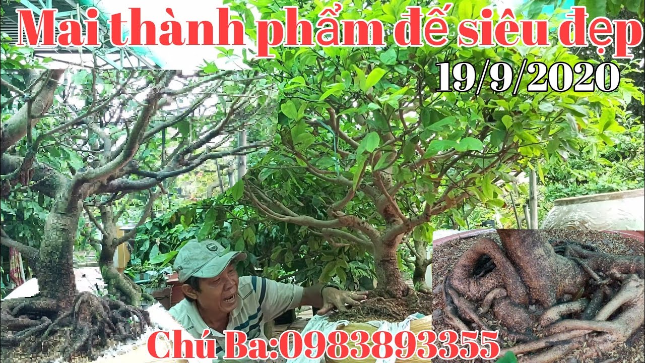 Mai tàng thành phẩm, phôi mai siêu đế giá hợp lý gặp chú ba:0983893355 huyện Châu Phú AG