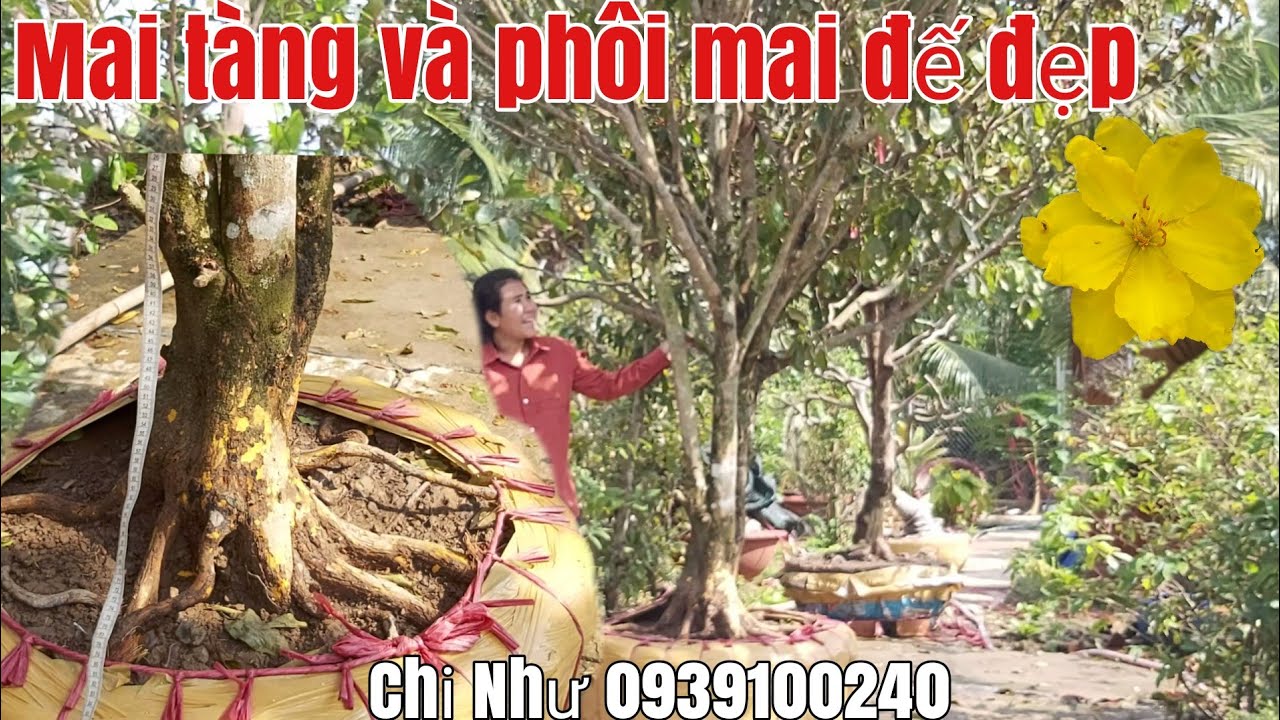 Mai tàng thiên nhiên và lô phôi mai đế đẹp gặp Chị như 0939100240