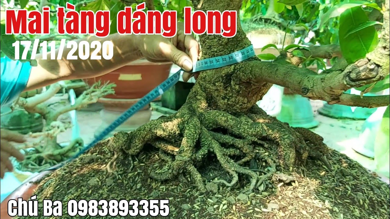 Mai tàng xù đế đẹp gặp chú Ba 0983893355 châu phú AG