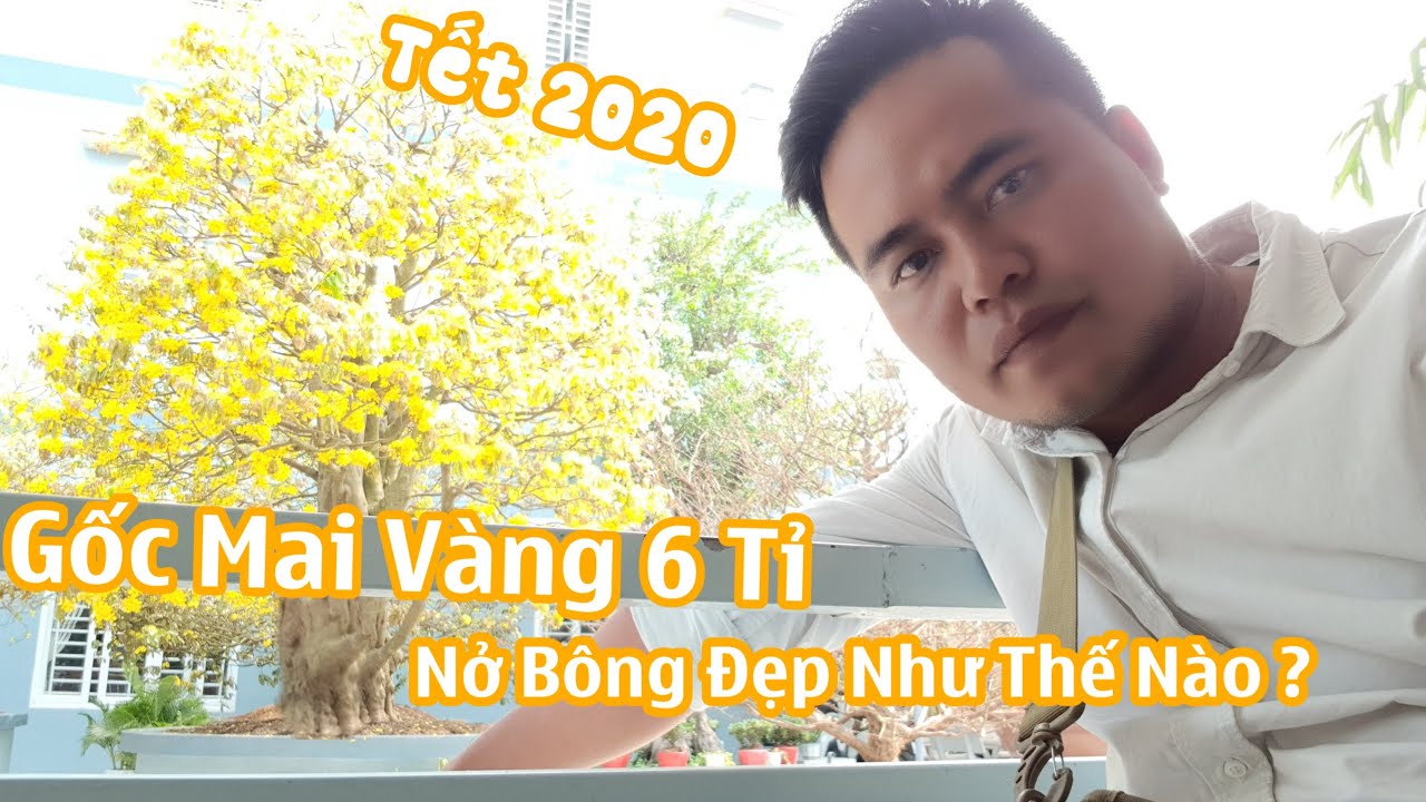 Mai tết 2020 - Choáng ngợp trước gốc mai vàng 6 Tỷ siêu khủng ở An Giang