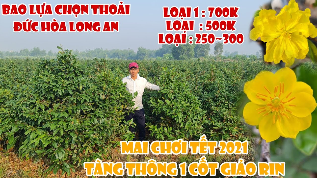 Mai tết 2021 GIẢO THỦ ĐỨC RIN 250K 1 GỐC tàng thông 1 cốt ở Long An 0963438324 hoặc 0982333221