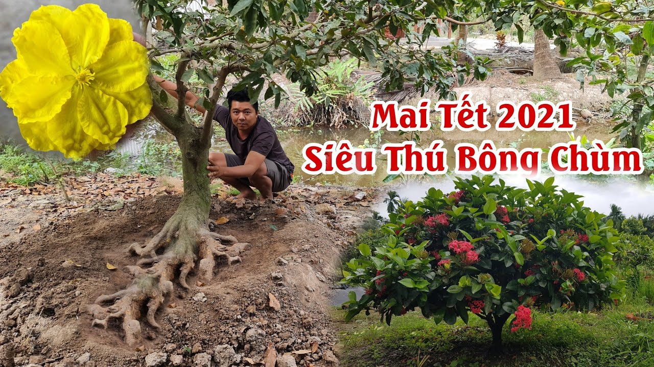 Mai tết 2021 SIÊU QUÁI BÔNG CHÙM tàng rin của anh Toàn 0901379003 Chợ Gạo