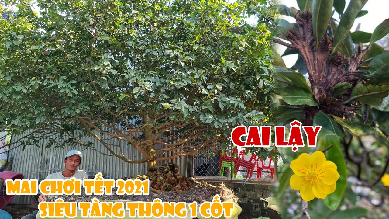 Mai tết 2021 tàng thông 1 cốt chi cành ĐẶC SỆT như mơ ở Cai Lậy 0965378787