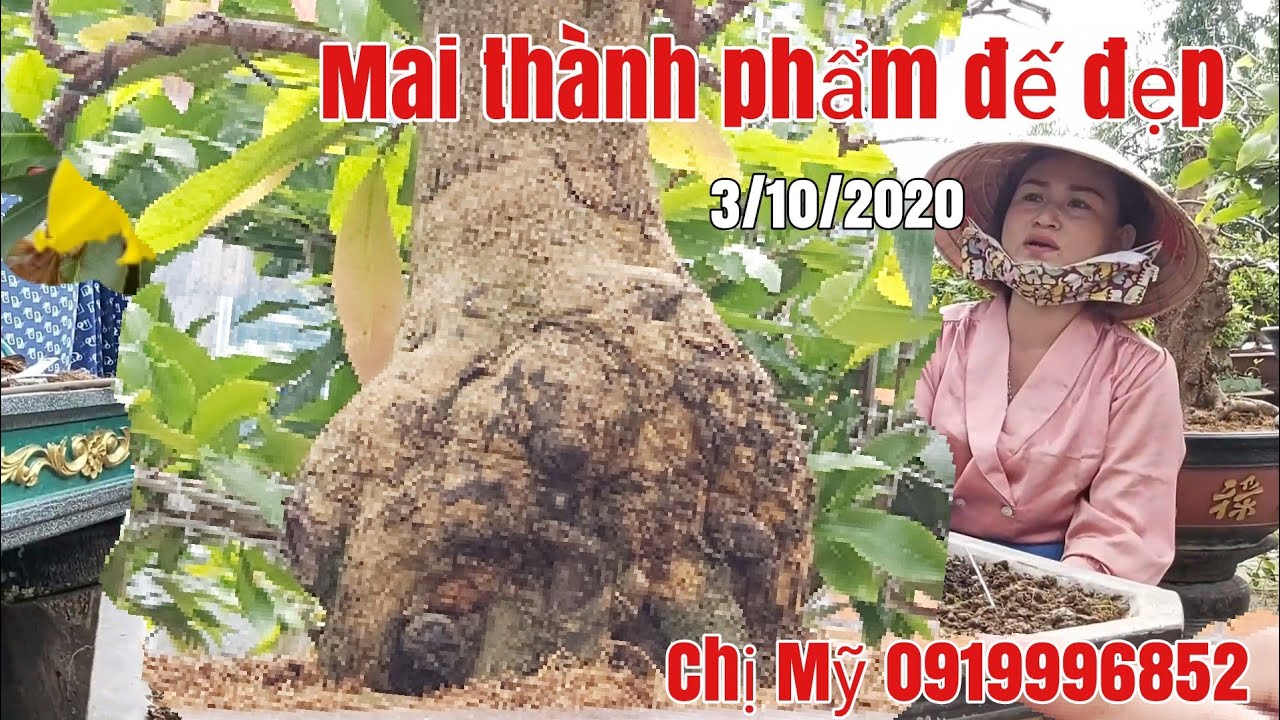 Mai thành phẩm bon sai giá hữu nghị gặp chị Mỹ 0919996852 Phú Tân AG