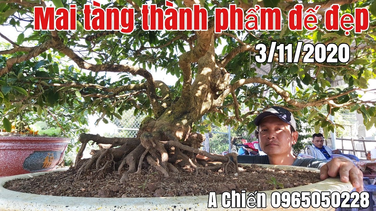 Mai thành phẩm bông dảo, đế đẹp gặp A Chiến 0965050228 huyện Châu Phú AG