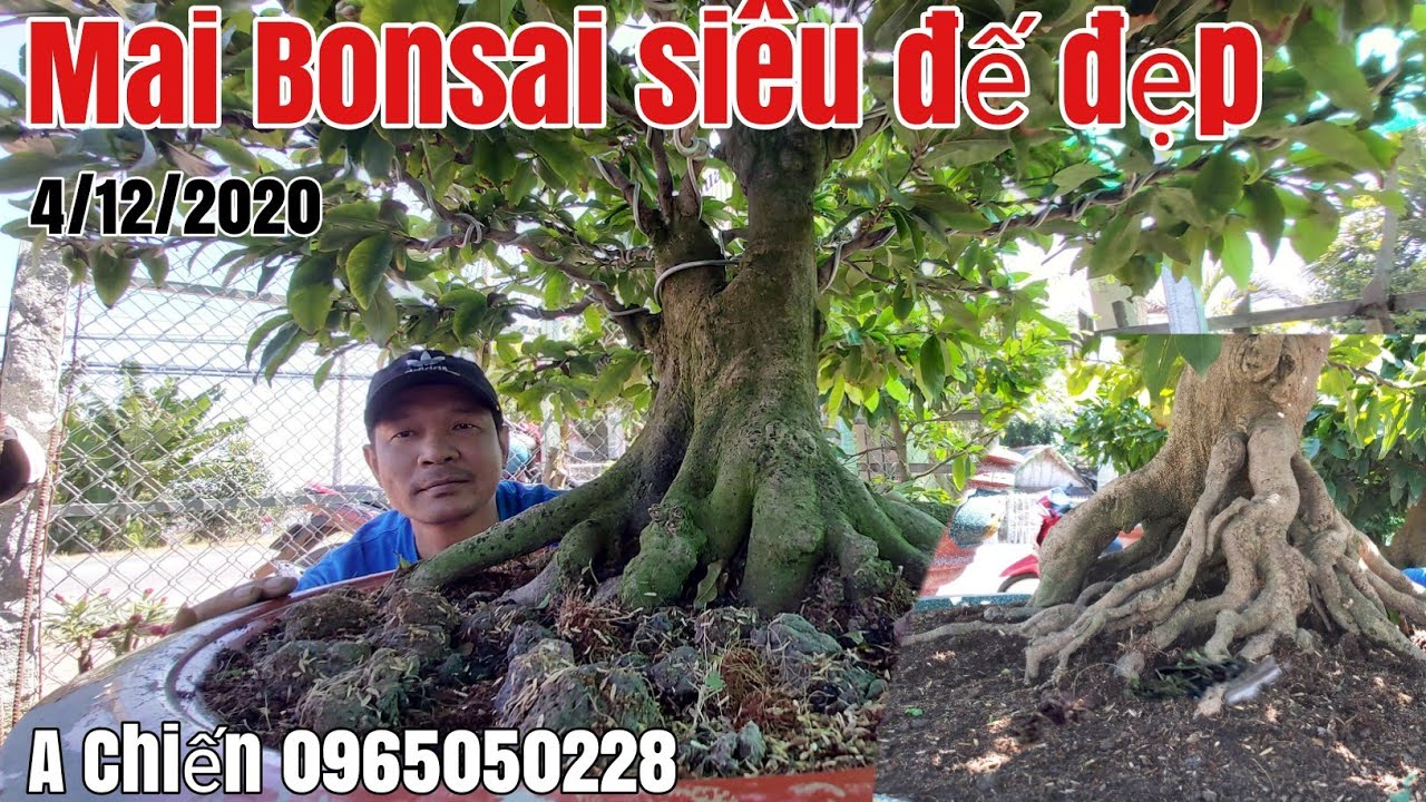 Mai thành phẩm bonsai đế siêu đẹp giá hữu nghị, xù gặp A Chiến 0965050228