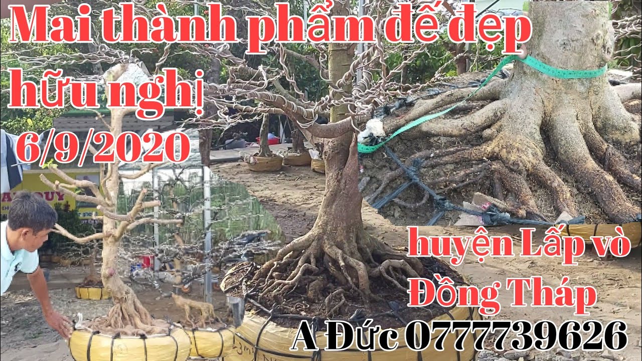 Mai thành phẩm đế 24h và phôi mai đẹp gặp A Đức 0777739626 huyện Lấp vò Đồng Tháp