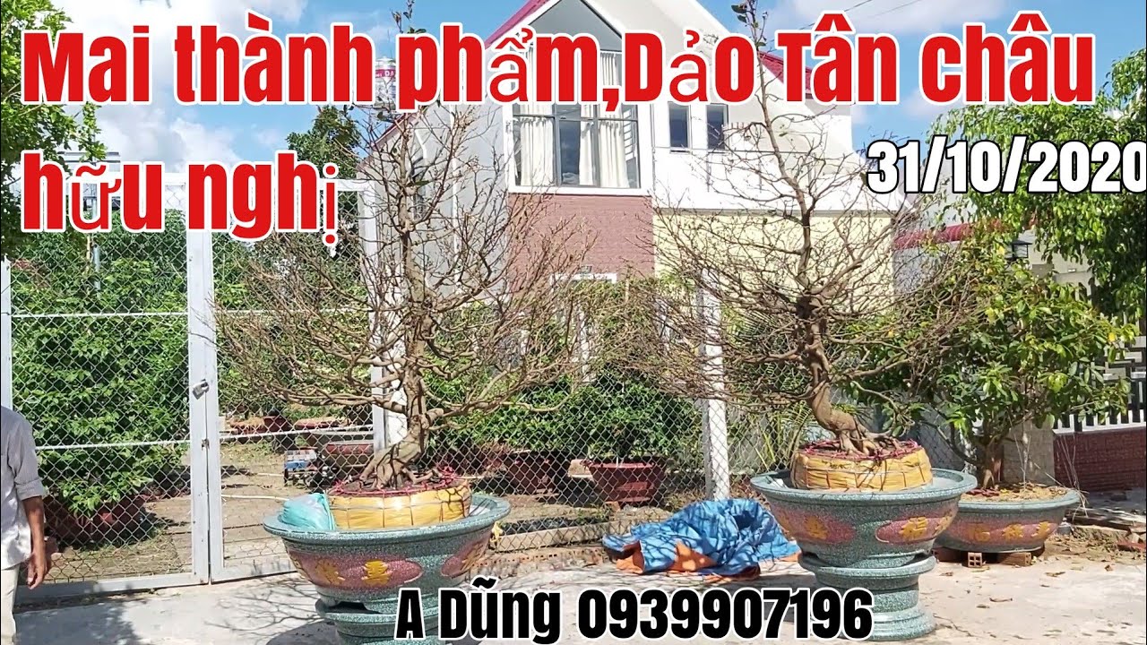 Mai thành phẩm nguyên thủy Dảo Tân châu bông đẹp gặp A Dũng 0938907196