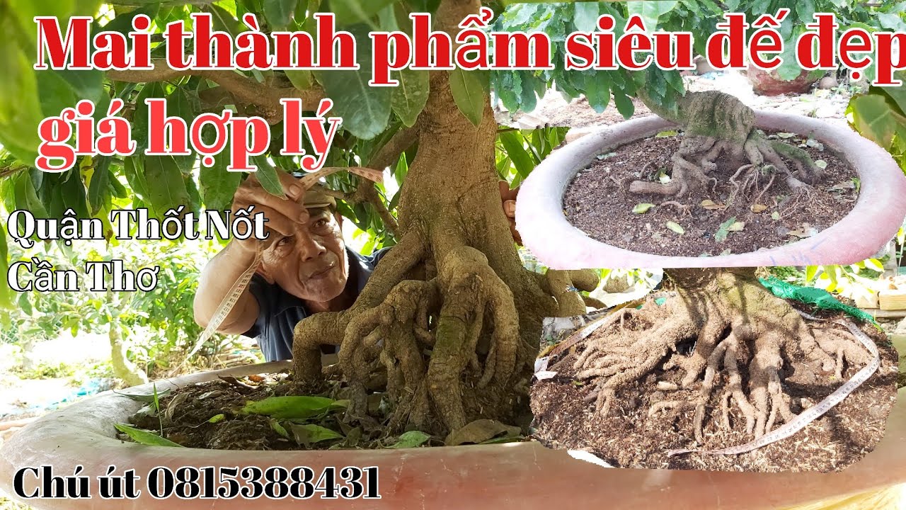 Mai thành phẩm, phôi siêu đế đẹp giá hợp lý gặp chú út 0815388431 phường Trung kiên Thốt Nốt Cần Thơ